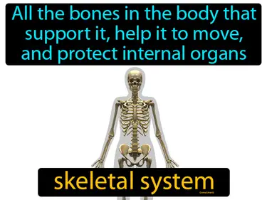 all the bones in the body that support it, help it to move, and protect internal organs