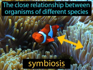 the close relationship between organisms of different species