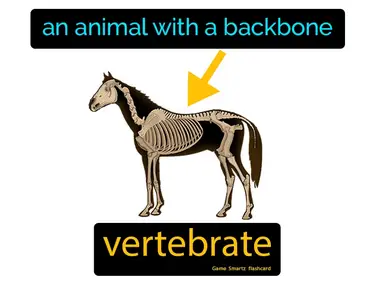 an animal with a backbone
