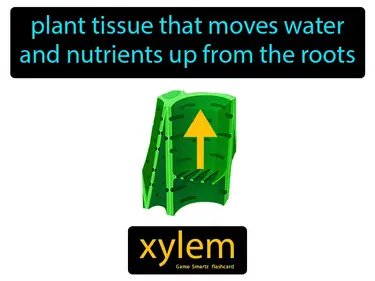plant tissue that moves water and nutrients up from the roots