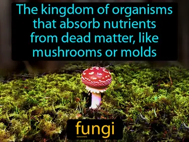 Protists And Fungi Definitions Game Smartz