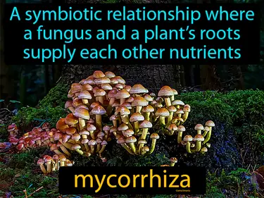 Protists And Fungi Definitions Game Smartz