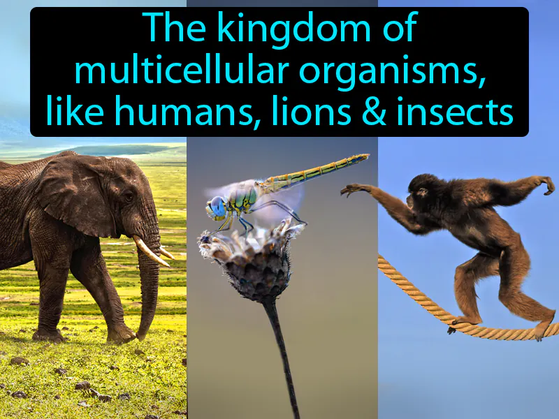 Animalia Definition