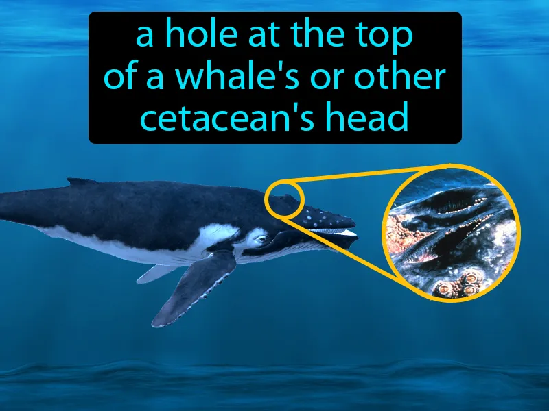 Blowhole Definition