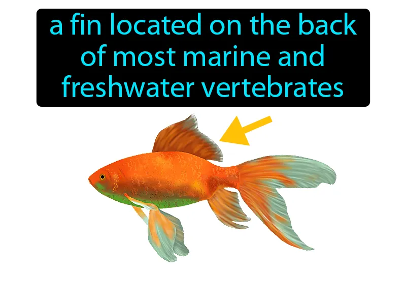 Dorsal Fin Definition - Easy to Understand Dorsal Fin Definition - Easy to Understand