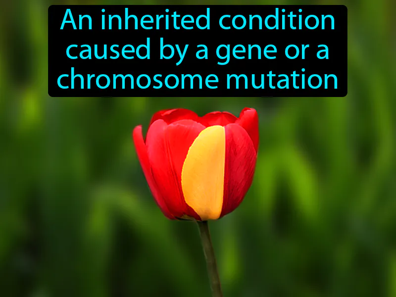 Genetic Disorder Definition Genetic Disorder Definition