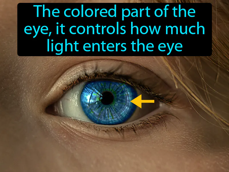 Iris Definition Iris Definition
