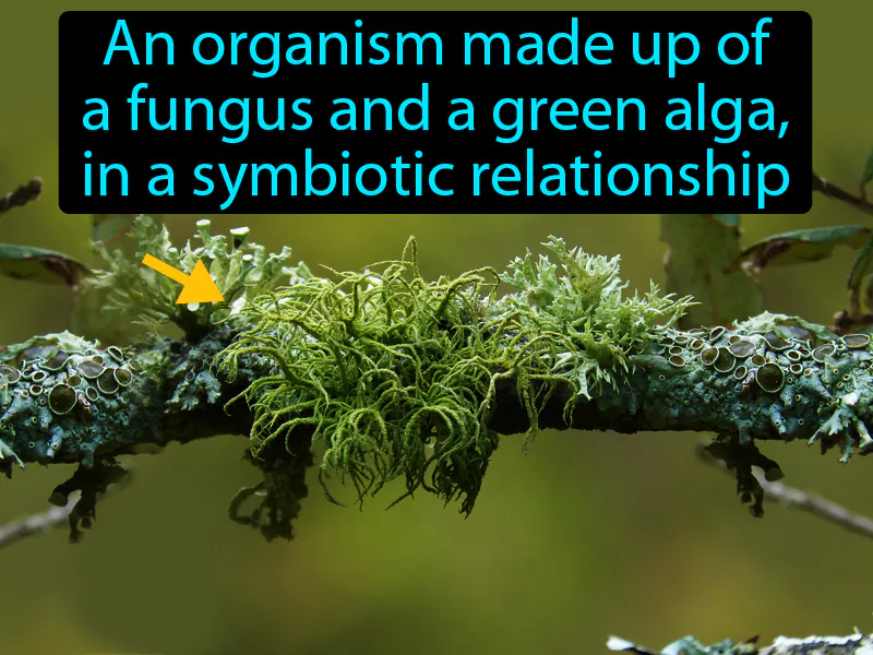 Lichen Definition - Easy to Understand Lichen Definition - Easy to Understand