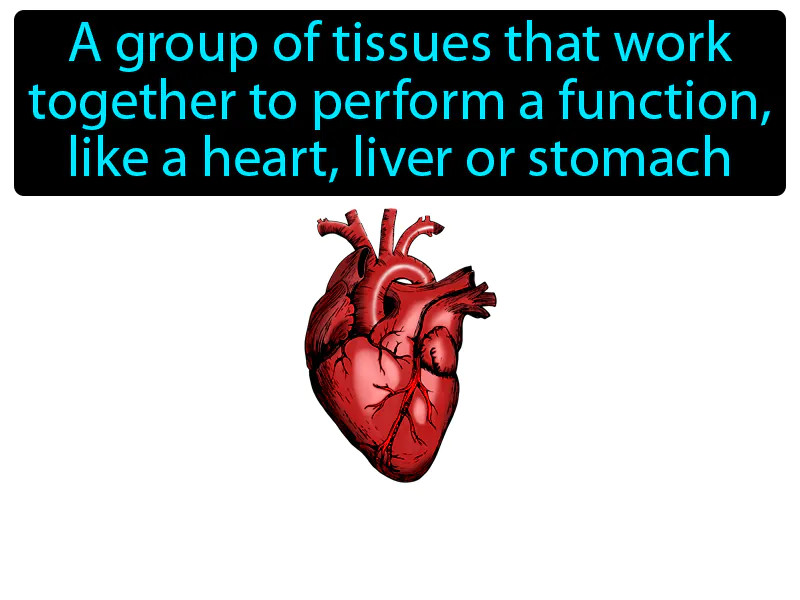 Organ Definition