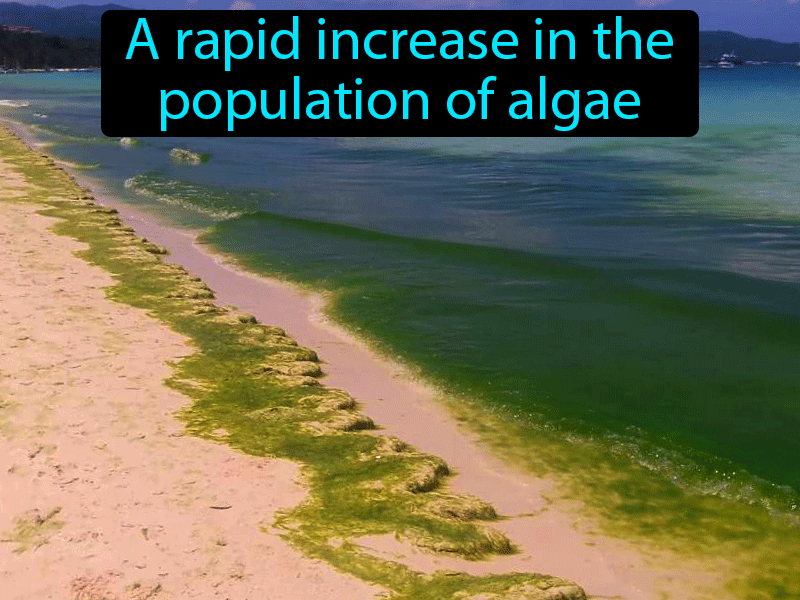 Algal Bloom Definition with no text