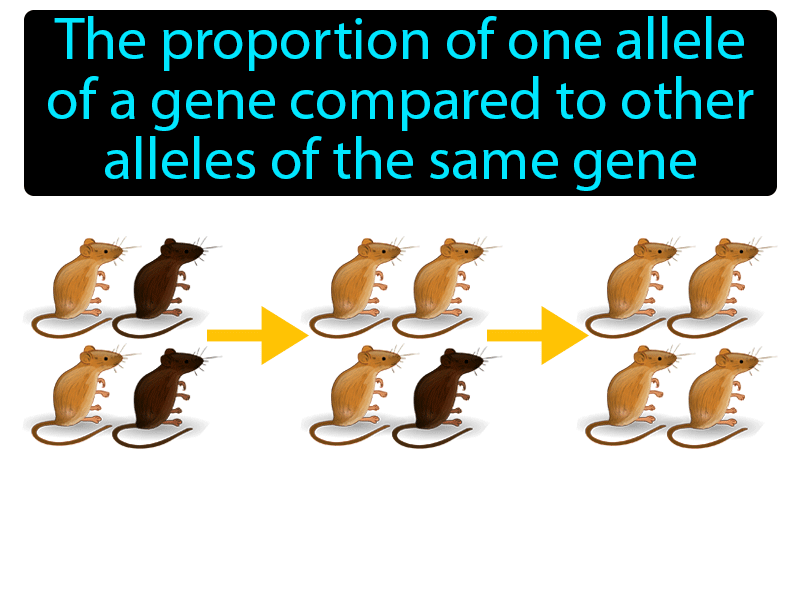 Allele Frequency Definition with no text