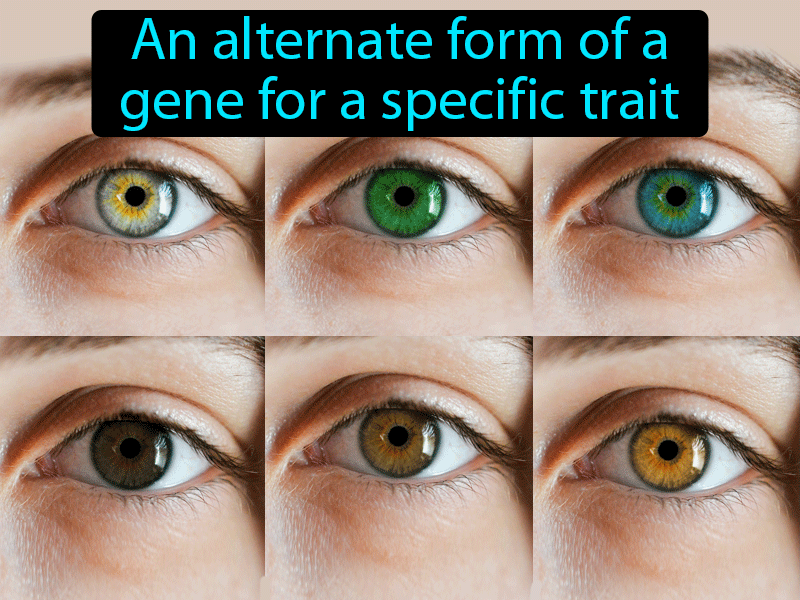 Allele Definition with no text