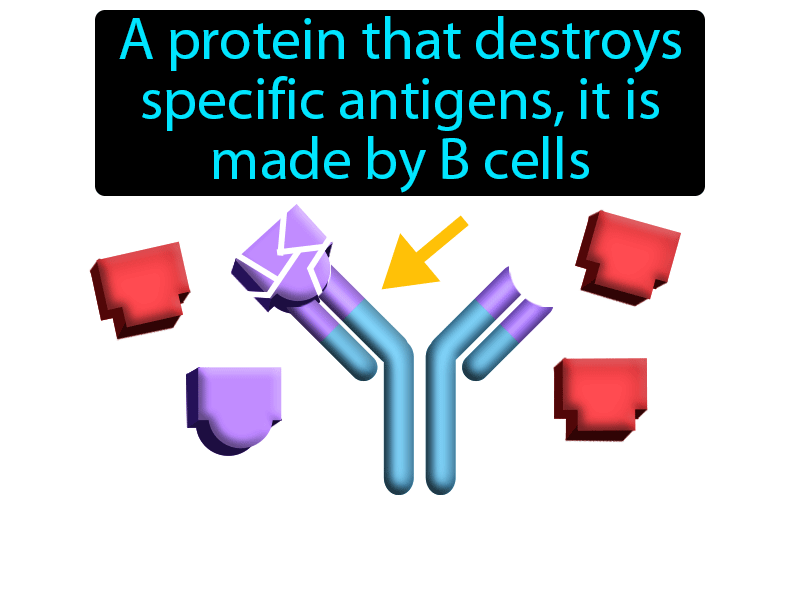Antibody Definition with no text