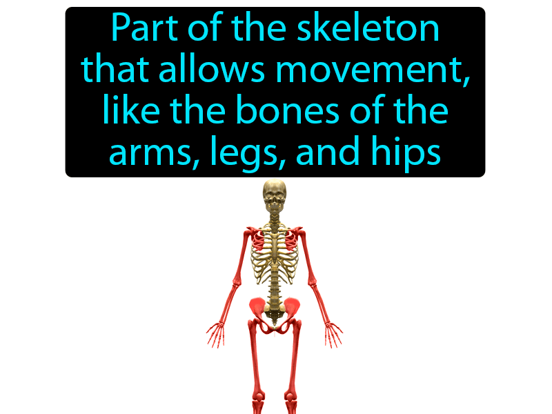 Appendicular Skeleton Definition with no text