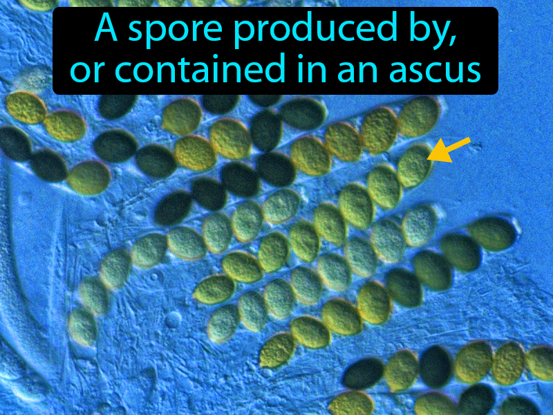 Ascospore Definition with no text