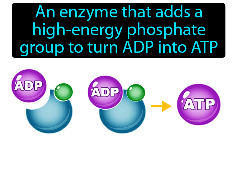 ATP Synthase Definition with no text
