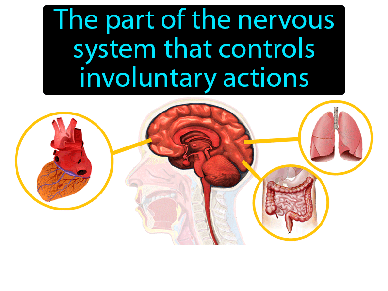 Autonomic Nervous System Definition with no text