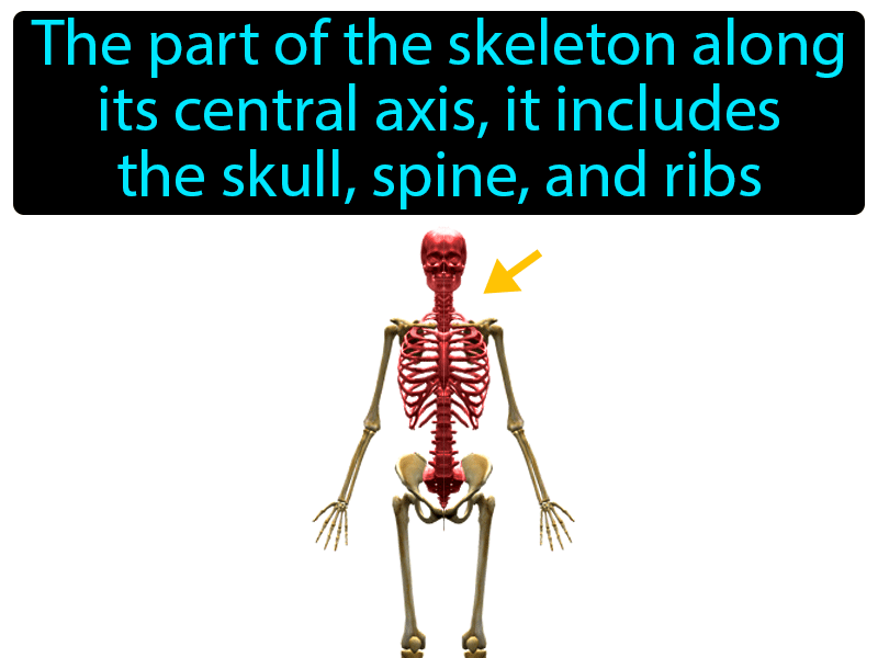 Axial Skeleton Definition with no text