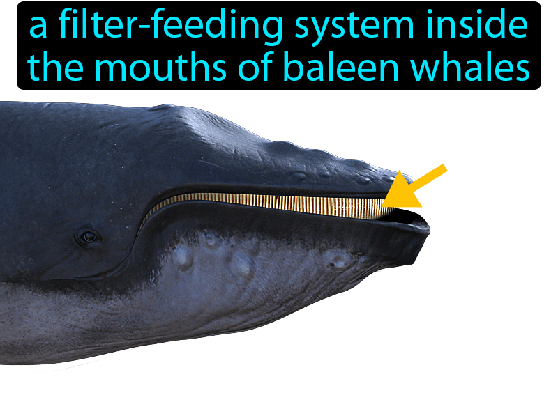 Baleen Definition with no text