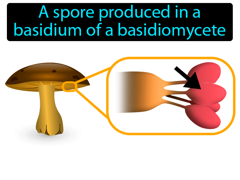 Basidiospore Definition with no text