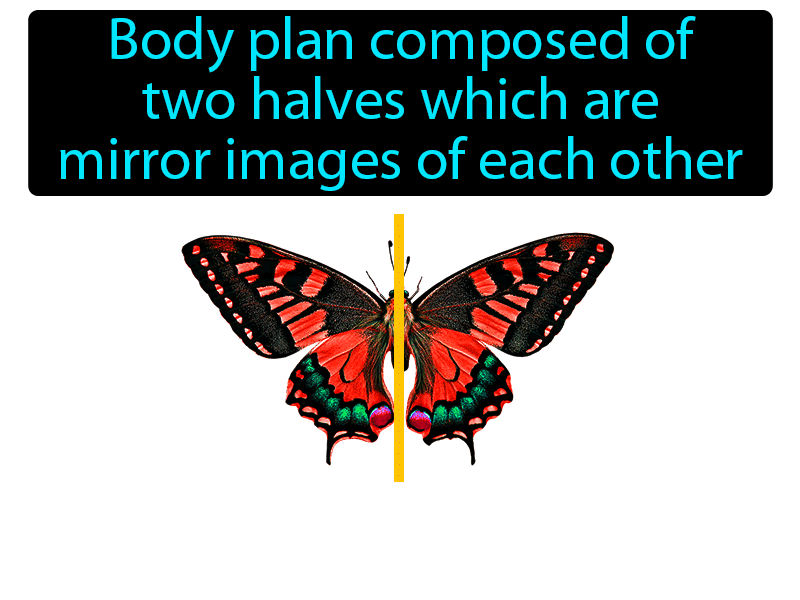 Bilateral Symmetry Definition with no text