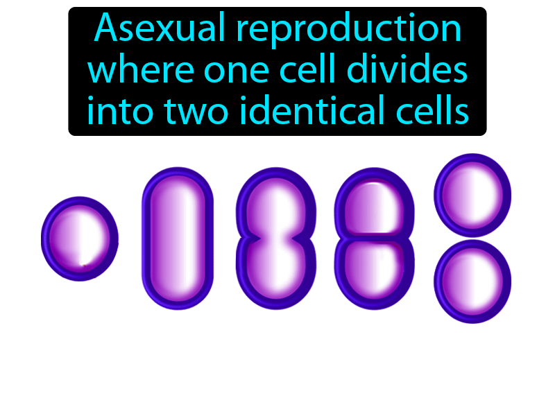 Binary Fission Definition with no text
