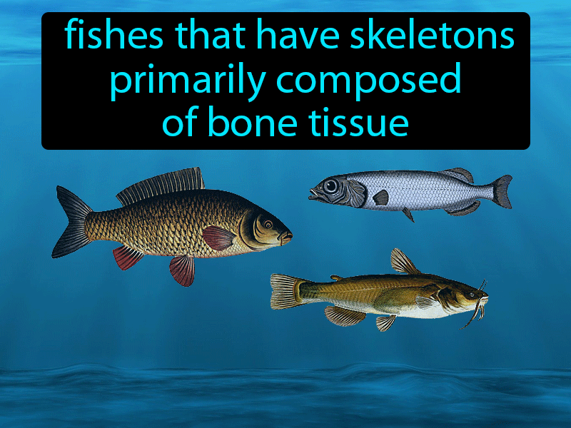 Bony Fishes Definition with no text