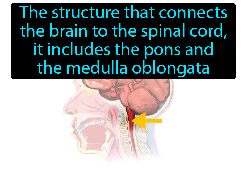 Brain Stem Definition with no text