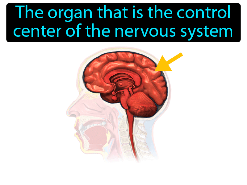 Brain Definition with no text