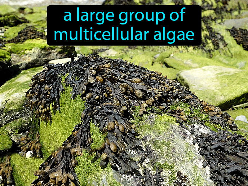 Brown Algae Definition with no text