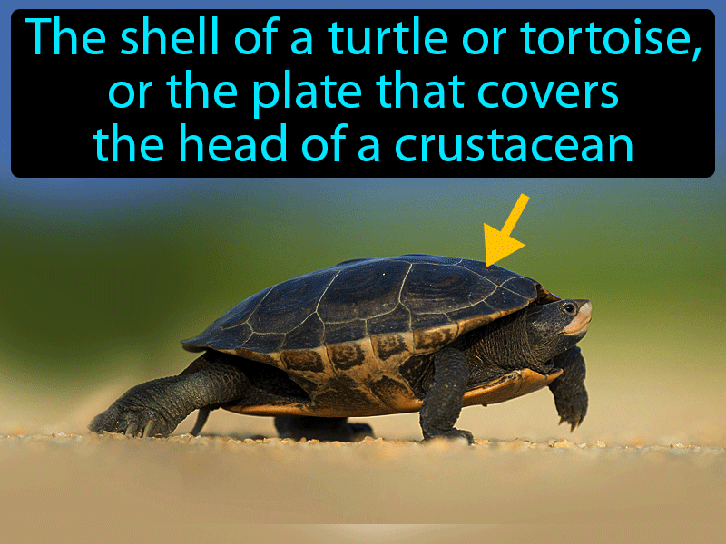 Carapace Definition with no text