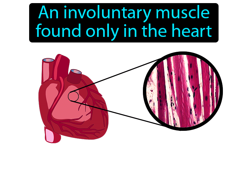 Cardiac Muscle Definition with no text