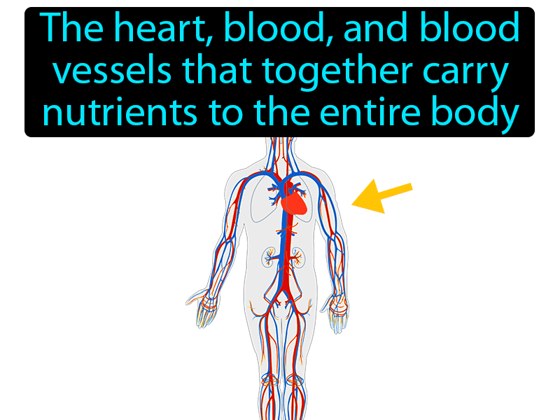 Cardiovascular System Definition with no text