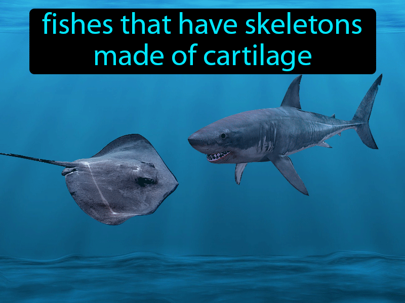 Cartilaginous Fishes Definition with no text
