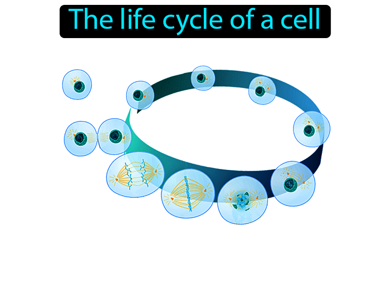 Cell Cycle Definition with no text