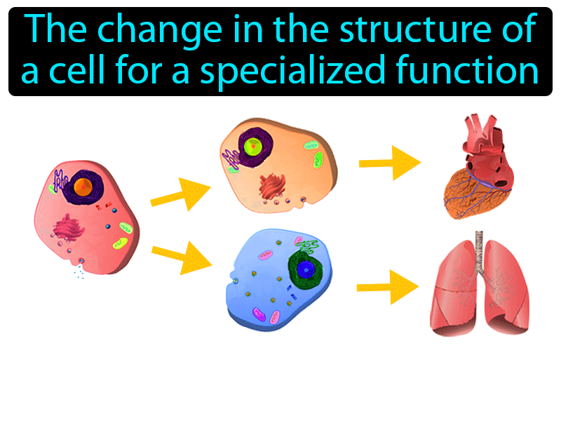 Cell Differentiation Definition with no text