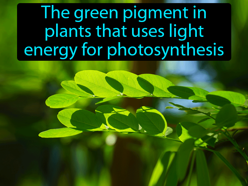 Chlorophyll Definition with no text