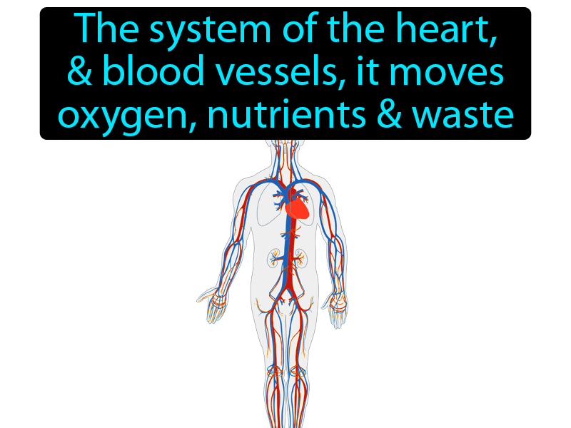 Circulatory System Definition with no text