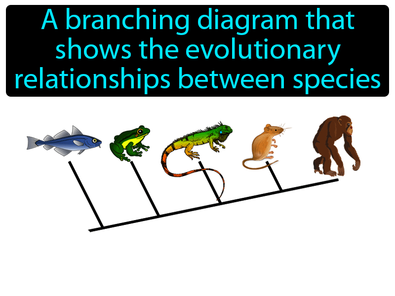 Cladogram Definition with no text