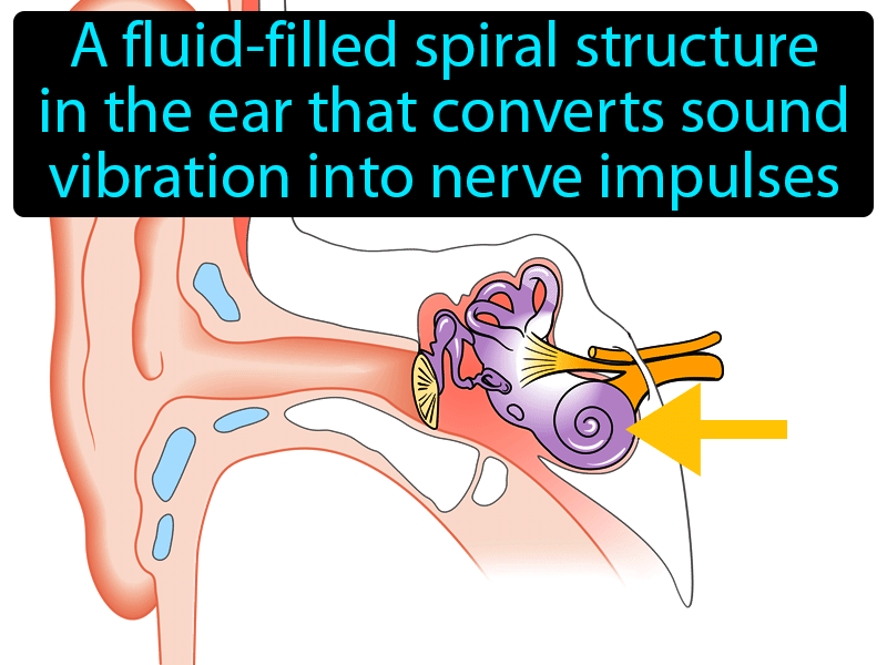 Cochlea Definition with no text