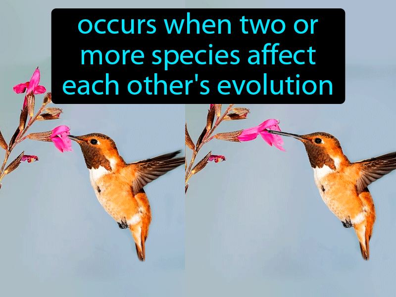 Coevolution Definition with no text