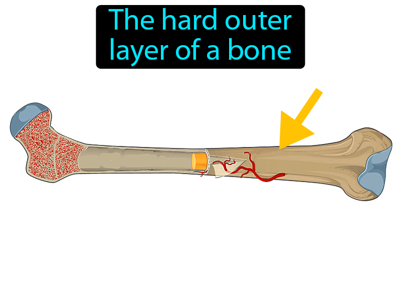 Compact Bone Definition with no text