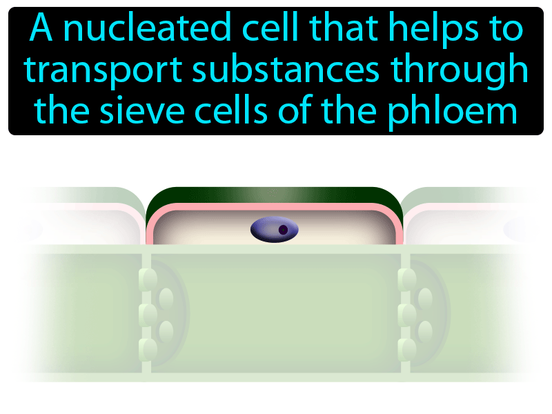 Companion Cell Definition with no text