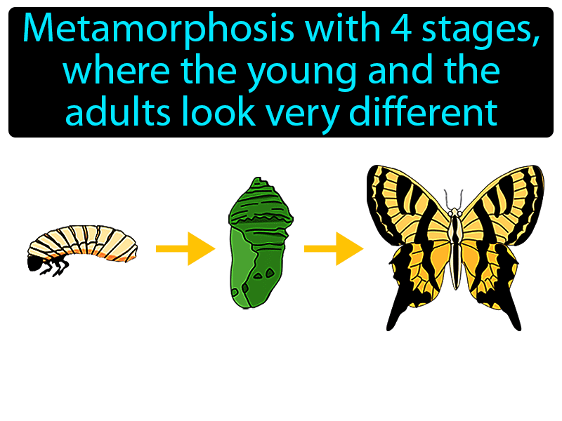 Complete Metamorphosis Definition with no text