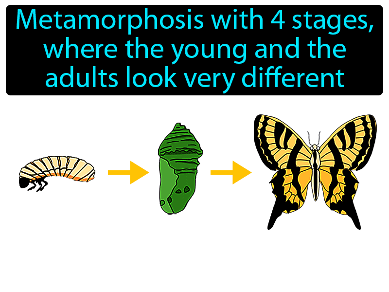 complete-metamorphosis-definition-image-gamesmartz