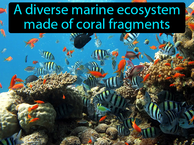 Coral Reef Definition with no text