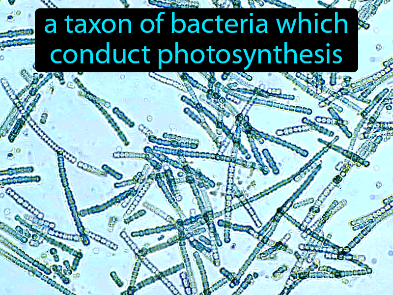 Cyanobacteria Definition with no text