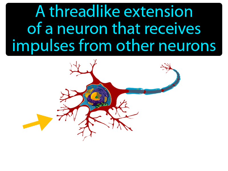 Dendrite Definition with no text