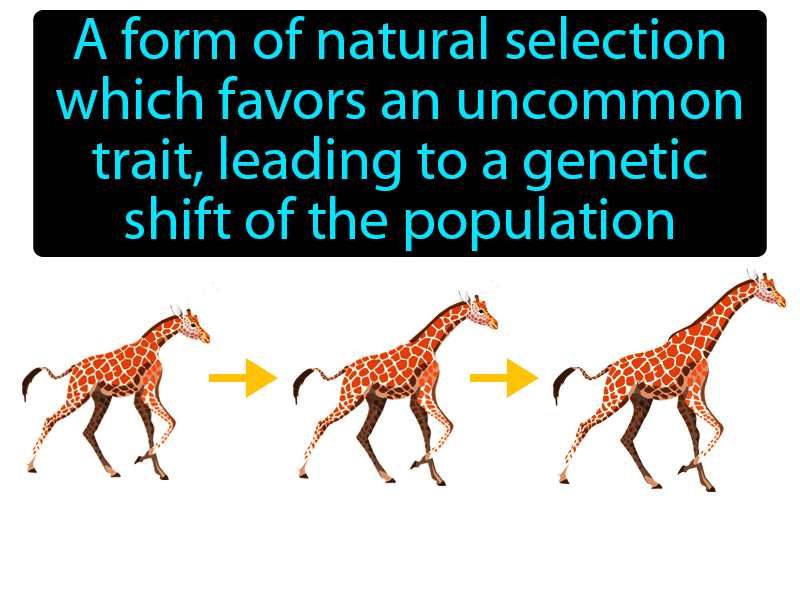 Directional Selection Definition with no text