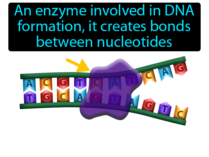 DNA Polymerase Definition with no text